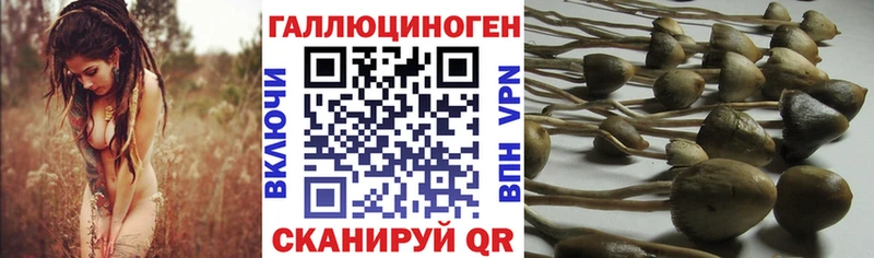 Псилоцибиновые грибы Magic Shrooms  Купить закладки  Новошахтинск